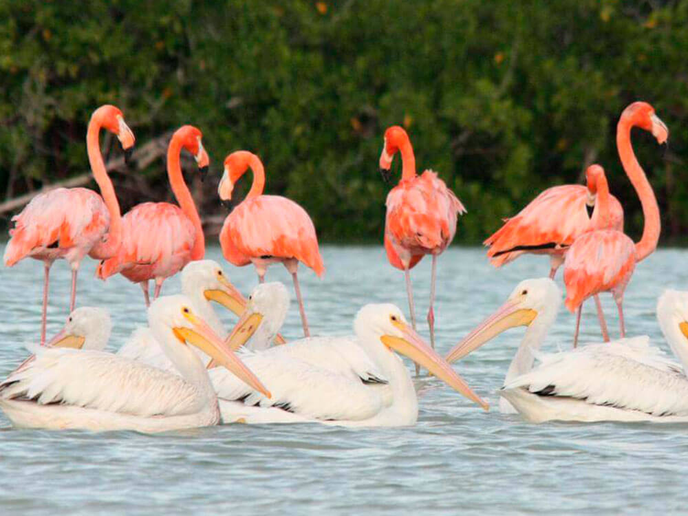 Las Coloradas experiencia de un día 