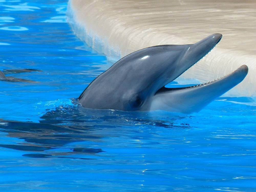 Nado con delfines en Isla Mujeres