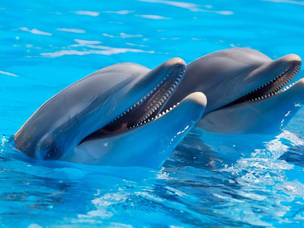 Nado con delfines en Isla Mujeres