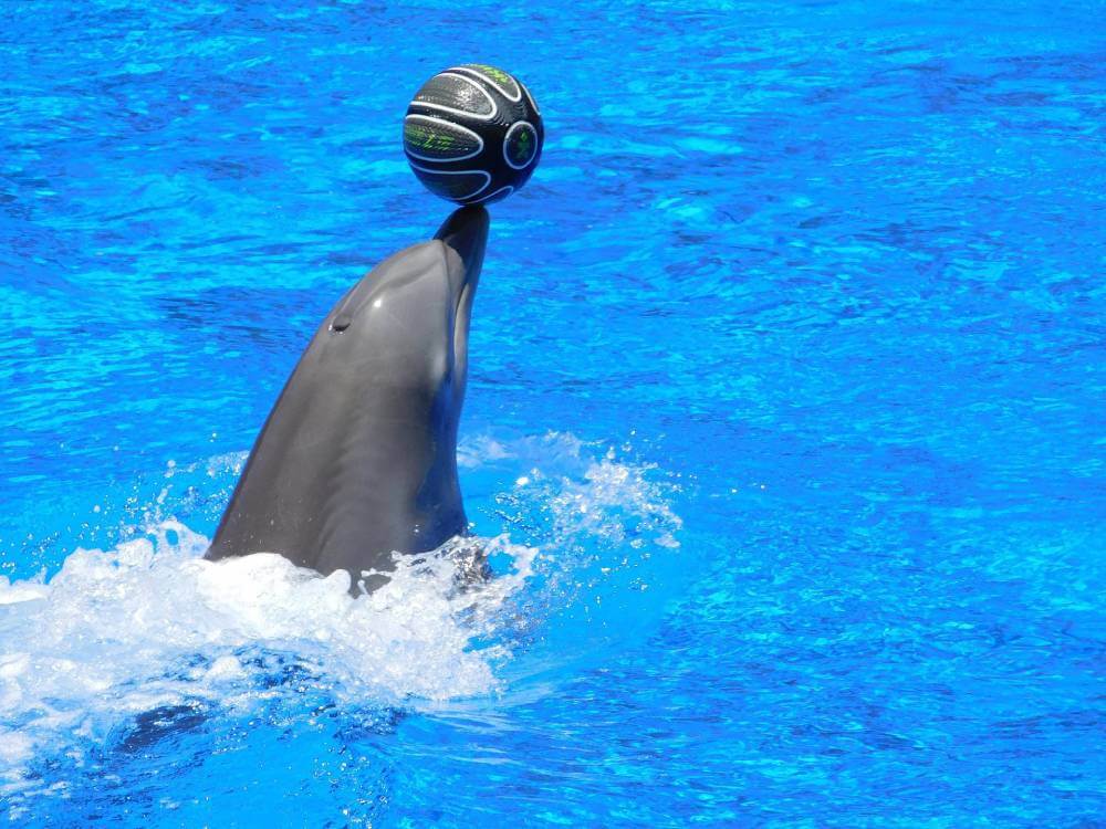 Nado con delfines en Isla Mujeres