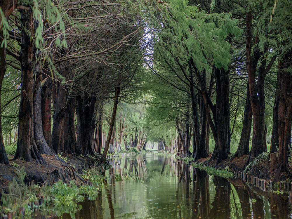 Xochimilco y Universidad